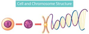 chromosomes & its structure