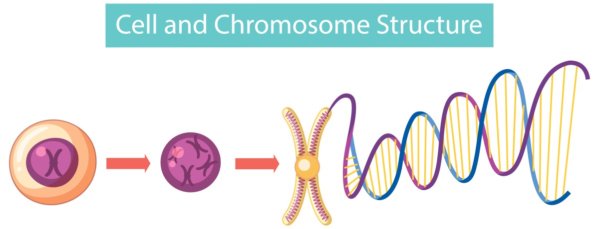 chromosomes & its structure