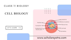 Cell Structure