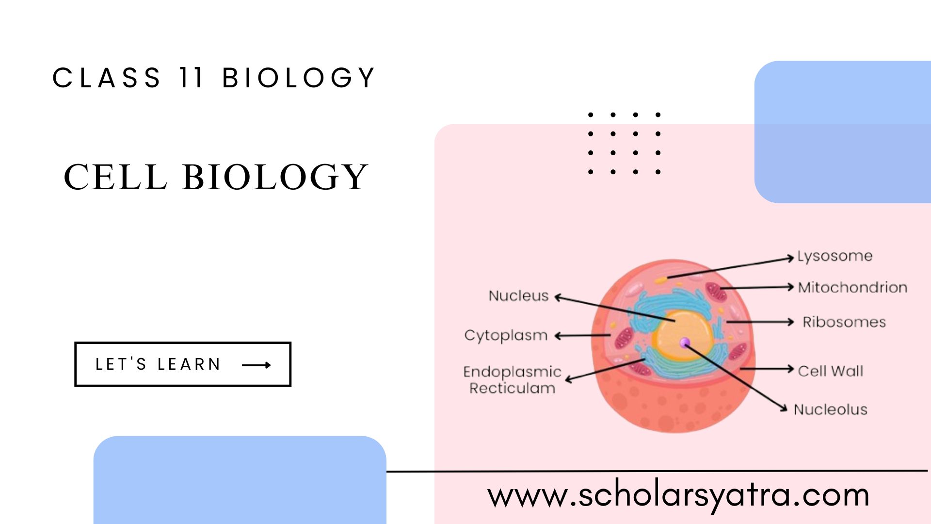 Cell Structure