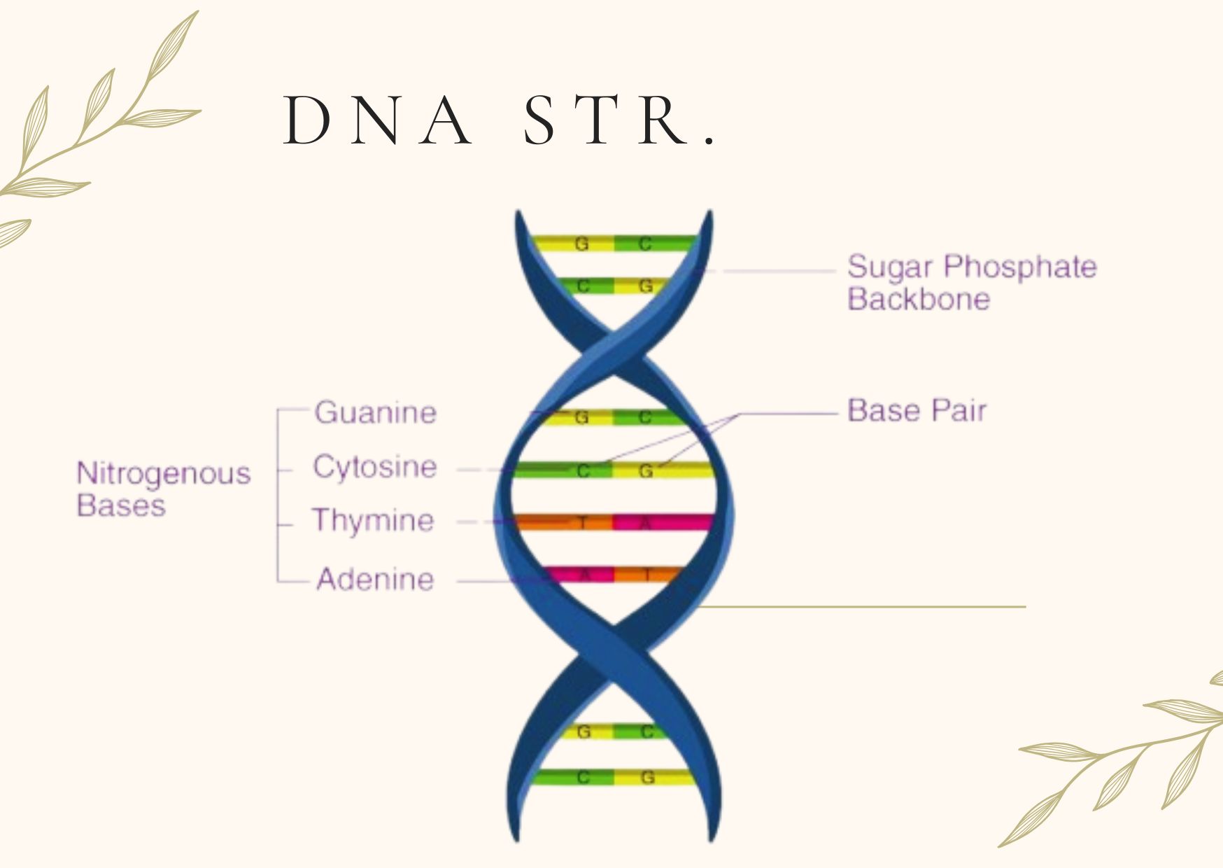 DNA Structure