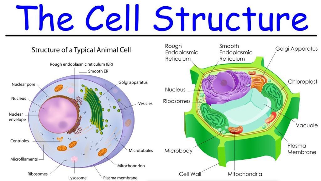 structure of cell