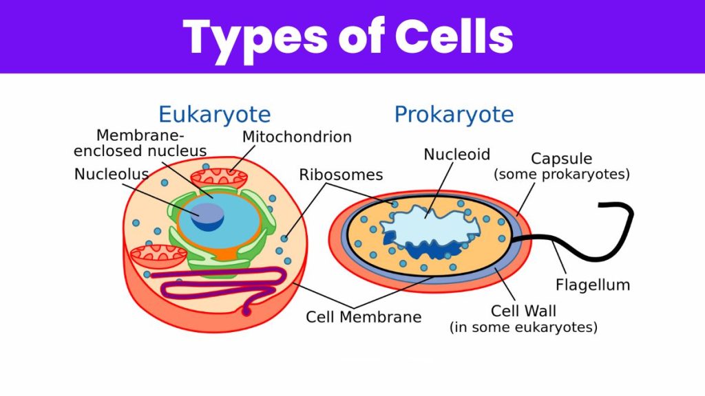 types of cell structure