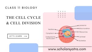 the cell cycle and cell division