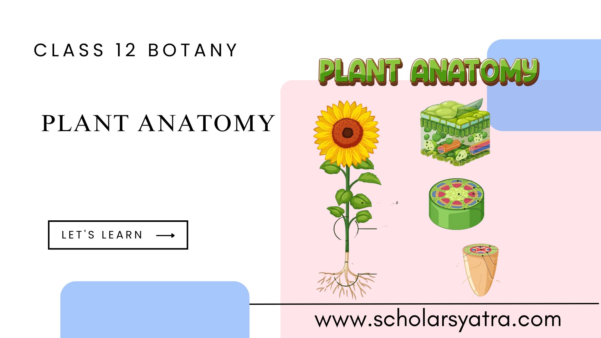 Plant Anatomy