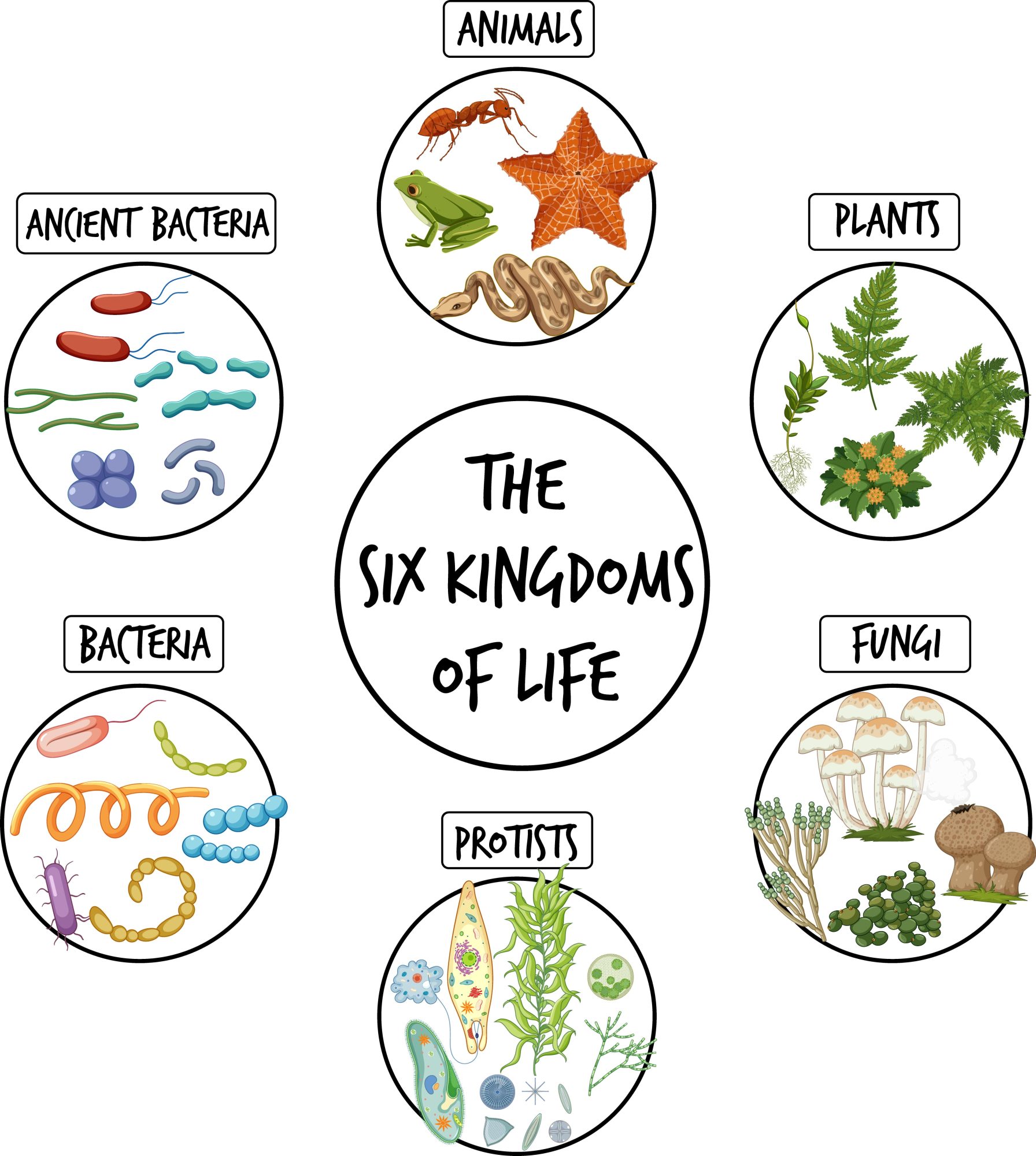 6 Kingdom Classification