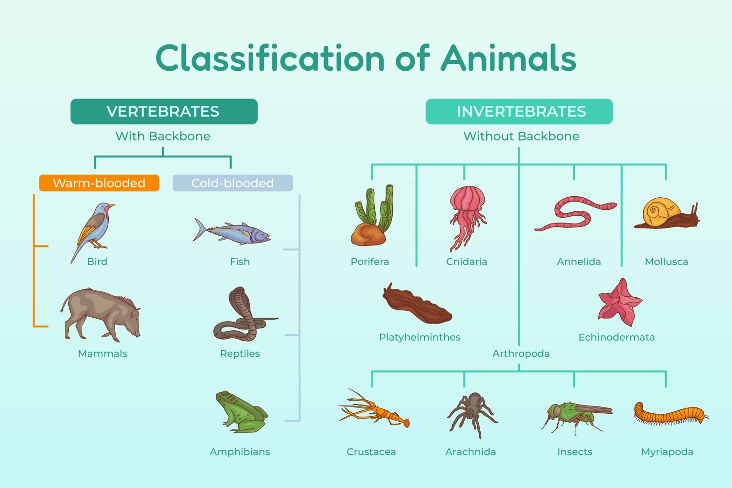 classification of invertebrates