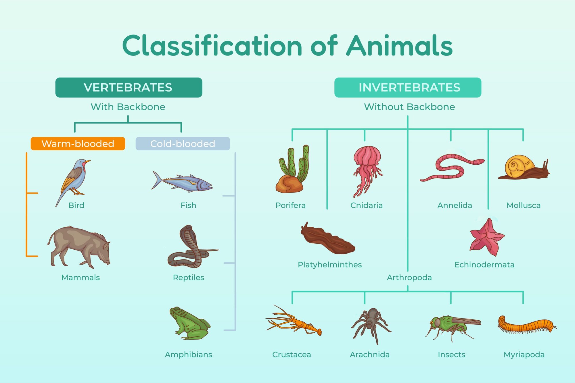 classification of invertebrates