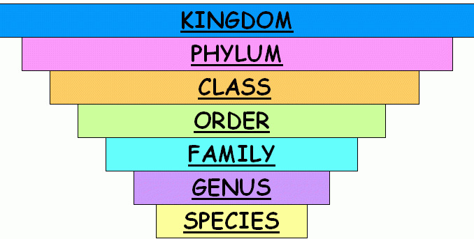 classification of living beings